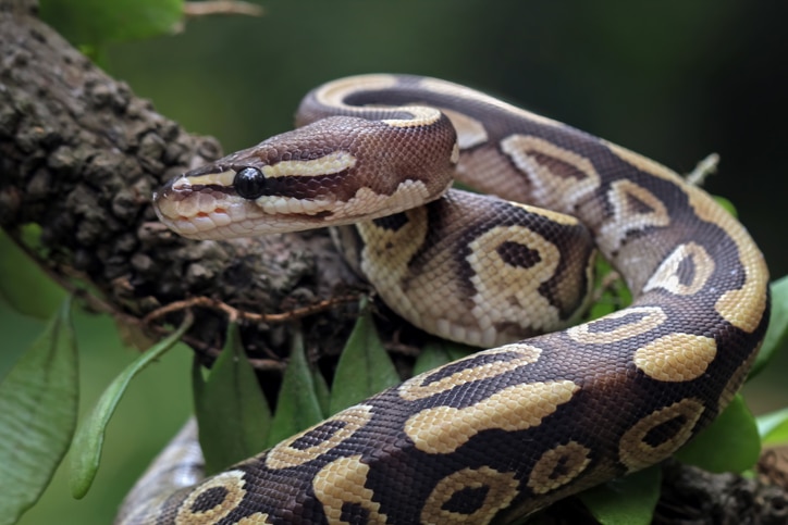 8 Popular Pet Snake Species | PetMD